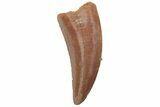 Serrated, Raptor Tooth - Real Dinosaur Tooth #219603-1